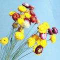 FBY02S-93 Hot Sale Home Decor  Natural Dried Chrysanthemum Stem Bouquet Flower Daisy Flower Stem Wild Mini Flower Star  Daisy