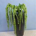 O-X415 Wholesale Home Wedding Decorations Long Stem White Paddy Flowers Real Touch Silk Artificial Flower Branch