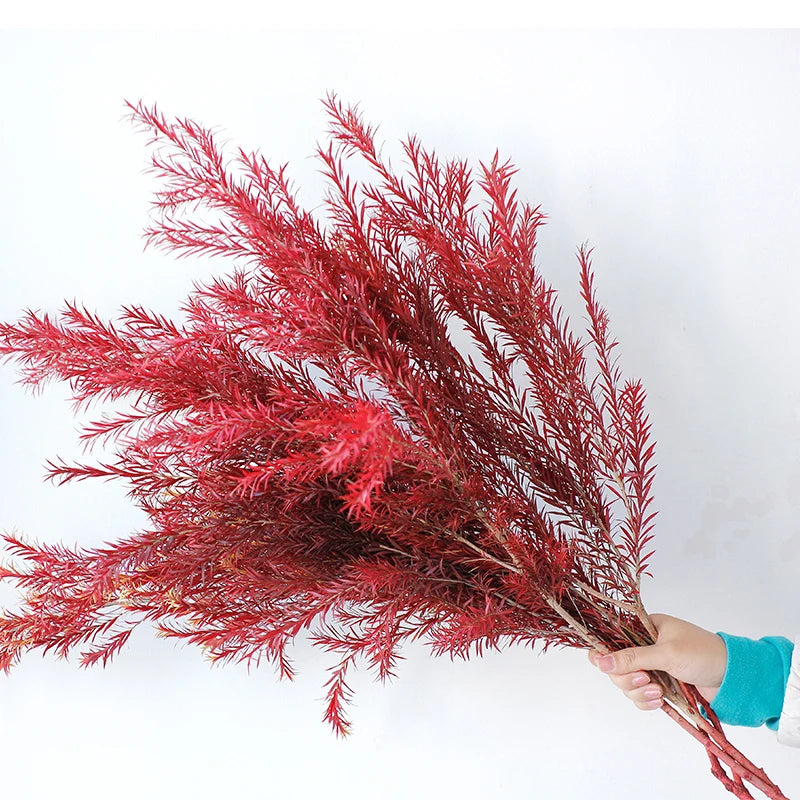 Green Preserved Plant Melaleuca Bracteata for Wall Marketing Decoration Materials