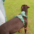 Pet Leash and Harness Set Dog Vest Step in Harness Dog Accessories