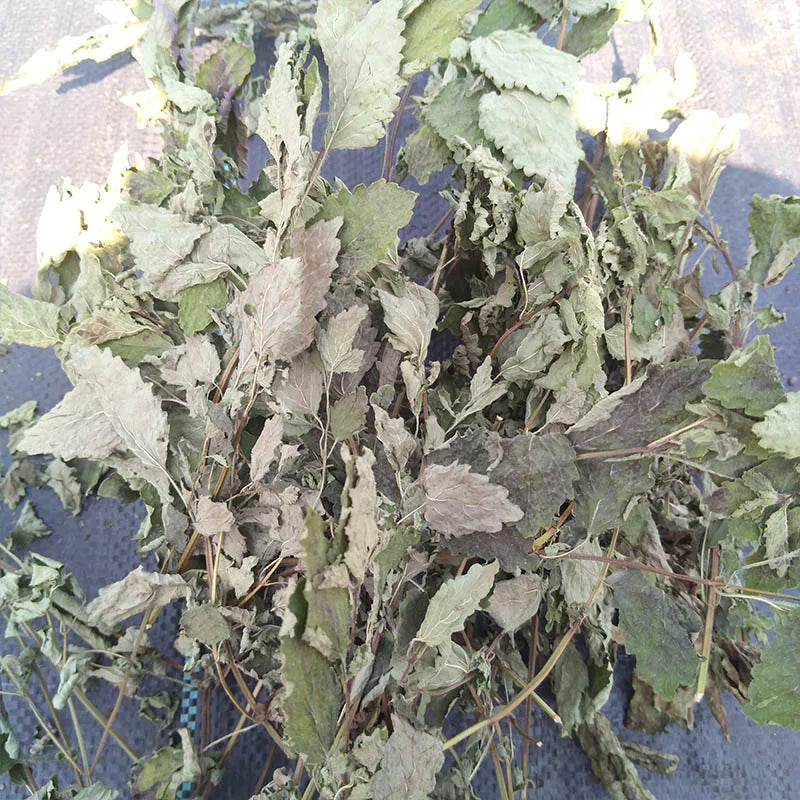 Lemon Balm Aired Dried Leaves Natural Botanical Herb Aromatic Leaf Tea With Stem Organic Growth for Extract Relieving Pressure