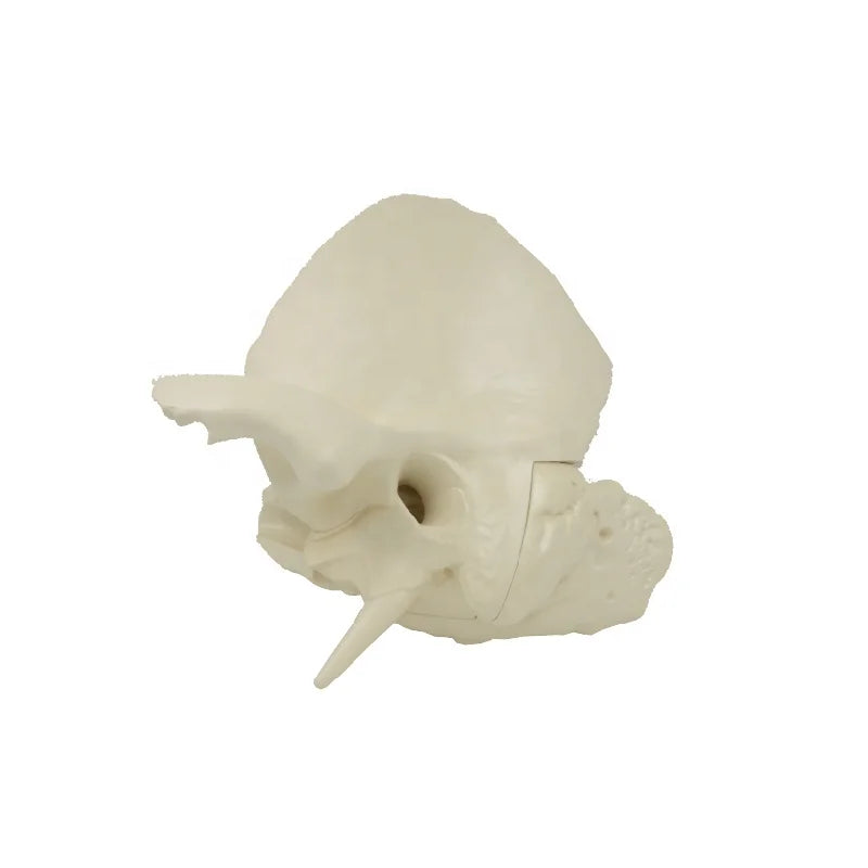 Enlarged Temporal Bone Model 2 Parts Inner Ear Anatomical Model Skull Anatomy Educational Equipment Teaching Resources
