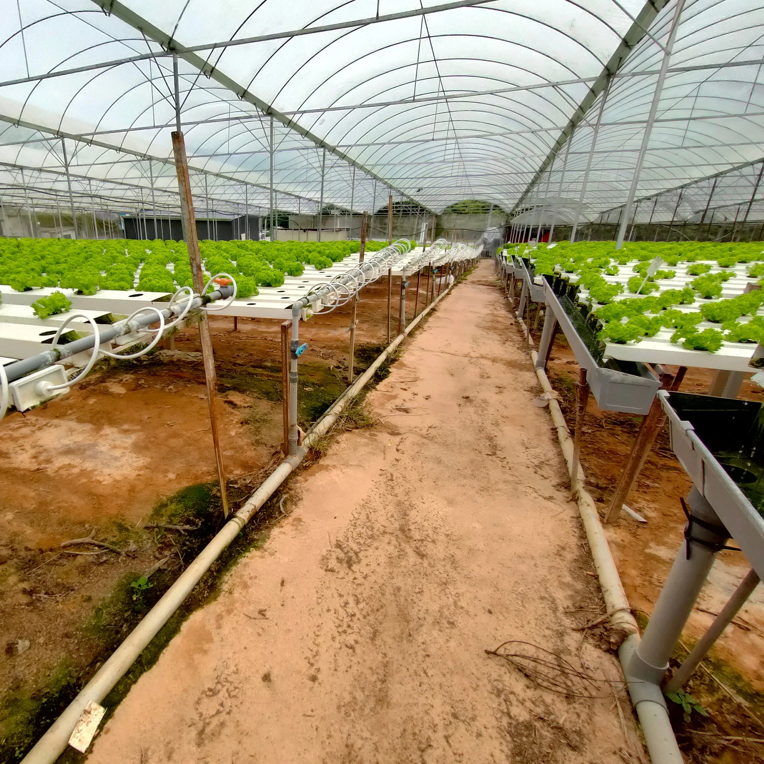 100mm by 50 mm Nft Channel With Joint With End Cap With Outlet Spout Hydroponic Nft Kit