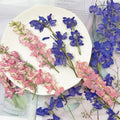 D075 New Style Pressed Flower Dried Flowers for Cell Phone Decor Diy Photo Fram Bookmark Nail Makeup Handmade Crafts