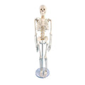 Most Popular Human Skeleton with PVC Material Durable and Intervertebral Disc for Hospital Use in Biology Lab Education