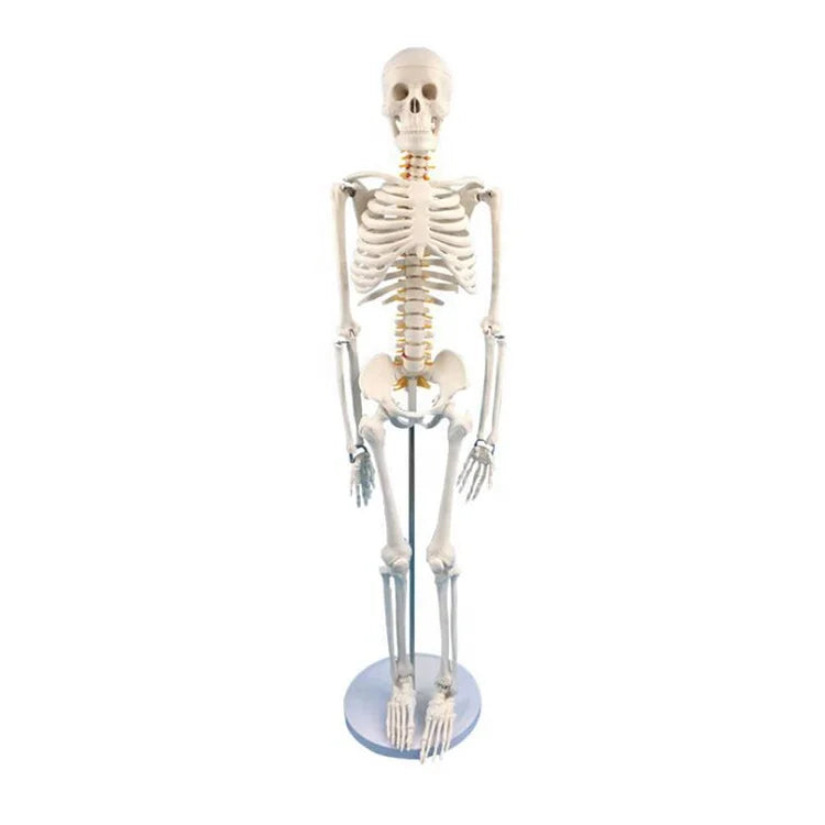 Most Popular Human Skeleton with PVC Material Durable and Intervertebral Disc for Hospital Use in Biology Lab Education