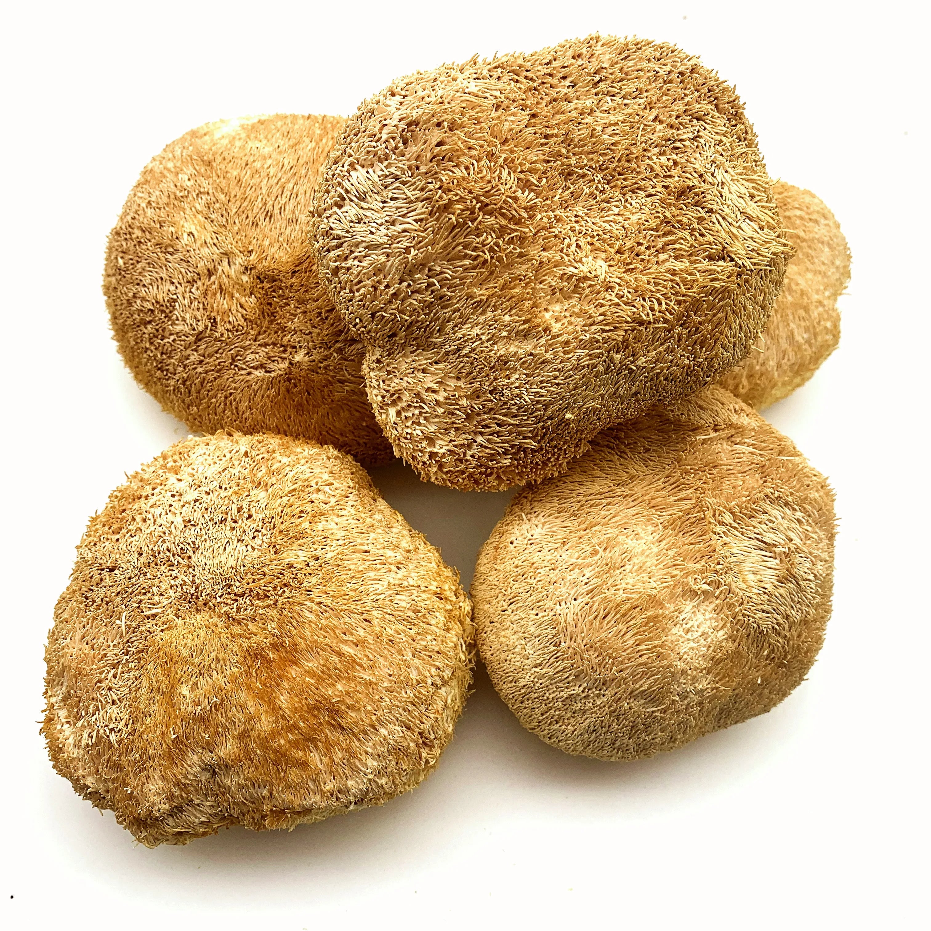 2025 Cultivated Air-Dried Lion's Mane Bearded Tooth Mushroom Raw Processing Polysaccharides Beta D Glucan Size 4 8cm for