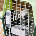 Colorful PP Plastic Pet Carrier/Pet Flight Cage/Dog Transport Box Travel Bag for Cars for Airplane