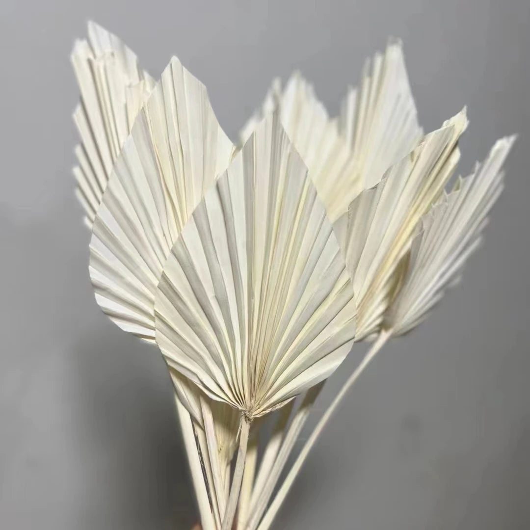 H0570 Wedding Decor Natural Flower Preserved Small Tropical Dry Palm Spears Fan Leaf Bleach Colored Small Dried Palm Leaves