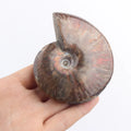 Natural Ammonite Fossils Conch Crystal Rainbow-Colored Stones Carved with Polished Technique Crafted for Old Product Category