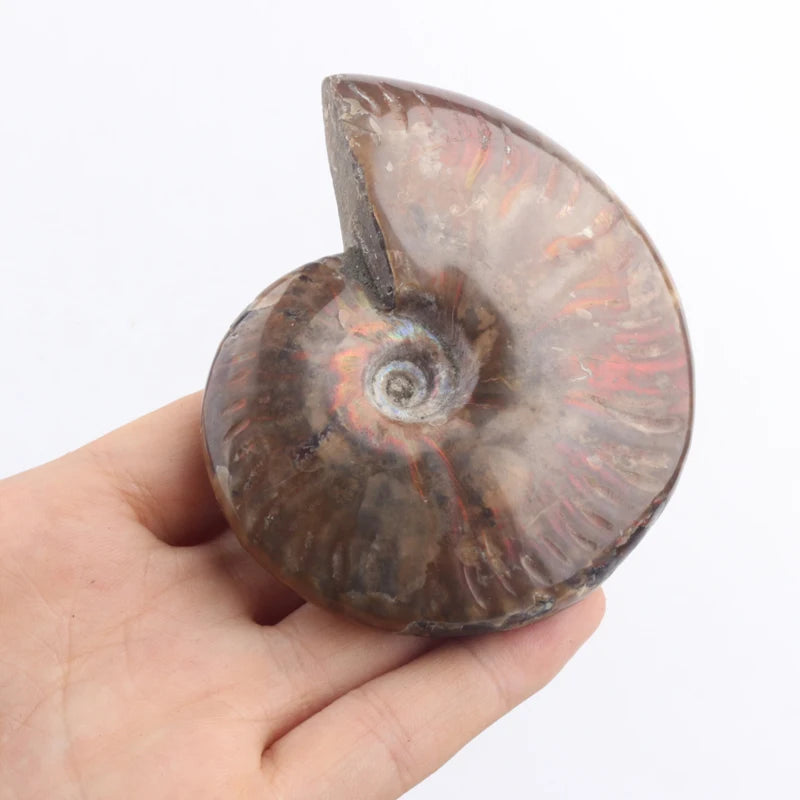 Natural Ammonite Fossils Conch Crystal Rainbow-Colored Stones Carved with Polished Technique Crafted for Old Product Category