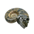 Wholesale Hand Carved Ammonite  Fossil Stone Crystal Skulls for  Home Decorations