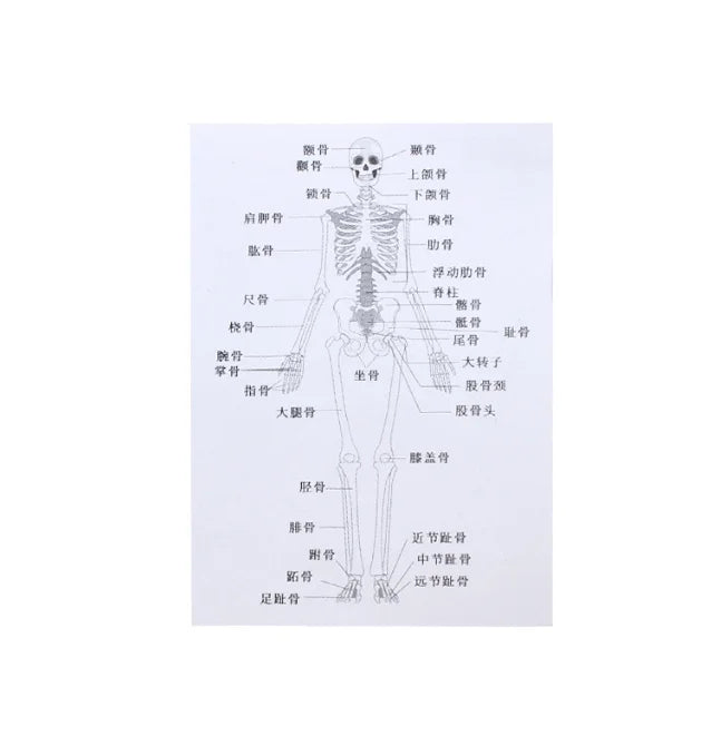 1/6 1/12 Doll House Simulation Miniature Mini Human Body Structure Diagram Model Decor