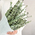 Wholesale Dried Flowers and Plant Flowers Bouquet Natural Eucalyptus Leaves for Home Weeding Decoration