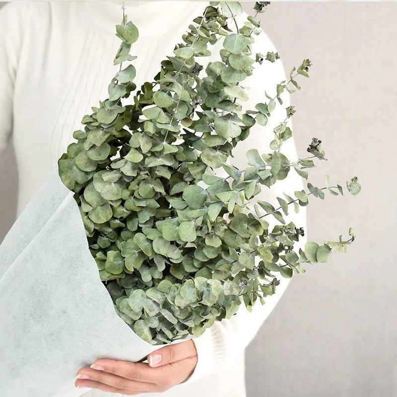 Wholesale Dried Flowers and Plant Flowers Bouquet Natural Eucalyptus Leaves for Home Weeding Decoration