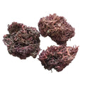 N11 Seaweed Supplier Factory Direct Supply Gelidium Amansii