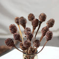 Long Lasting Dried African Spiral Fruit Branches Minimalist Living Room Decor DIY Bouquet Making Materials