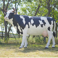 Resin Simulation Cow Statues/ Life Size Cowboy Statue/ Jungle Castle with Cow Ride