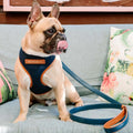 No Pull Dog Harness Mesh Fabric Pet Puppy Small Dog Harness Modern Custom Cat Dog Collar Harness