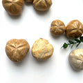 Natural Crystal  Carving Piece  Han Madagascar Shell Stone Specimen Small Size Stone Sea Urchins
