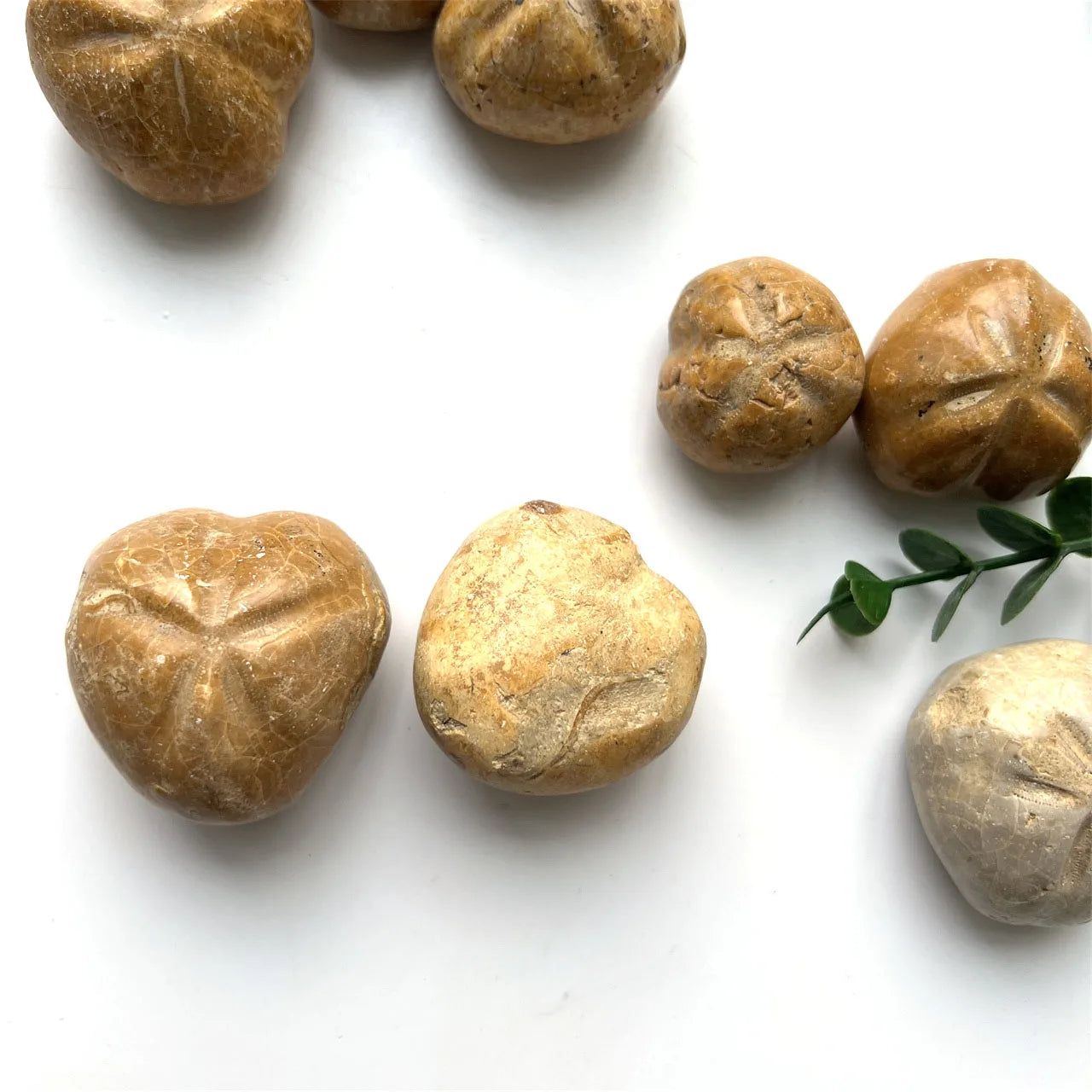 Natural Crystal  Carving Piece  Han Madagascar Shell Stone Specimen Small Size Stone Sea Urchins