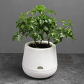 Cheap Garden Round Shape Small Factory Wholesale  the Lazy Self Watering Plastic Flower Pot