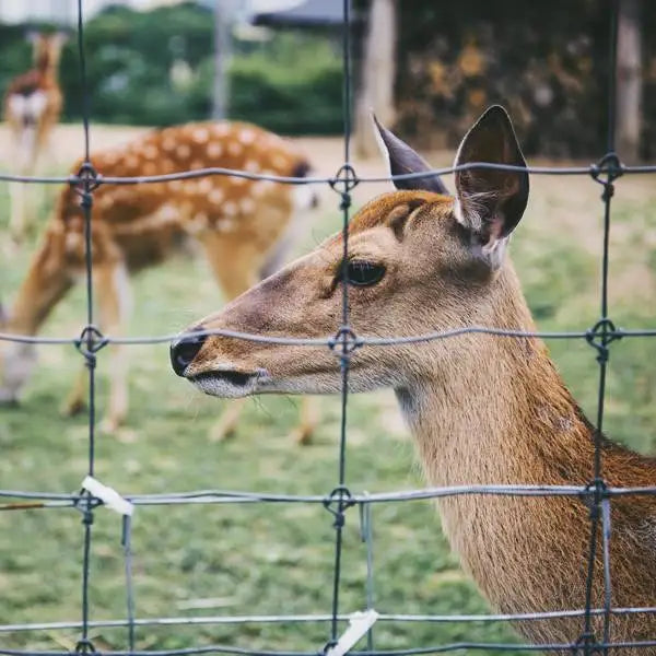 Galvanized Security Fixed Knot Deer Livestock Farm Wire Fence
