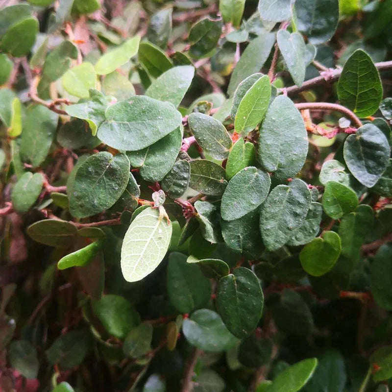 Piliteng Creeping Fig Climbing Fig Ficus Pumila Stem Leaf Cuts for Sale