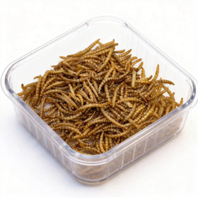Wholesale High Quality Yellow Dried Mealworm