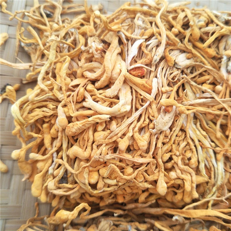 Yong Chong Cao Bulk Dried Cordyceps Militaris Price