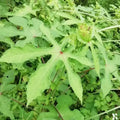 Whole Dried Leaf Flower Root Stem Slices Hibiscus Abelmoschus All Plants Cuts for Sale