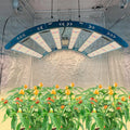 KingBrite 2025 Newst High-Efficiency 800W T55 LED Grow Light Samsung LM301H EVO+ OSR 660NM/730NM+LG UV Grow Lamp