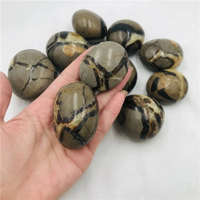 Wholesale High-quality Natural Healing Crystal Stone  Polished Septarium Turtle Palm Stone for  Decoration