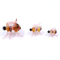 New Arrival Murano Lampwork Glass Flying Honey Bee Figurine MegaBDM