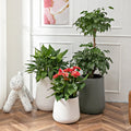2023 New Design Round Nordic Style Home Garden Automatic Self Watering Plastic Planter Box Flower Pot Bonsai Pot