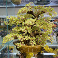 Wholesale Natural Healing Crystal Gemstone Peridot Stone Money Tree Decoration