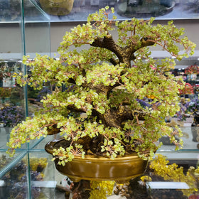 Wholesale Natural Healing Crystal Gemstone Peridot Stone Money Tree Decoration