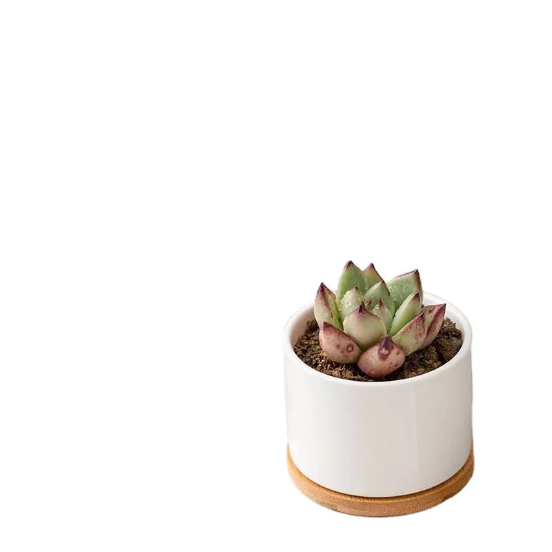 Small Size Ceramic Flowerpot for Office Desktop Garden Balcony or Home Use Pot Type