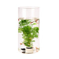 Modern Clear Glass Fish Bowl Vase DIY Micro Landscape Container Ecological Tabletop Flower Vase and Fish for Tank