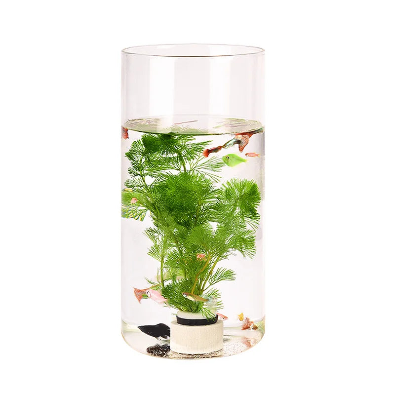 Modern Clear Glass Fish Bowl Vase DIY Micro Landscape Container Ecological Tabletop Flower Vase and Fish for Tank