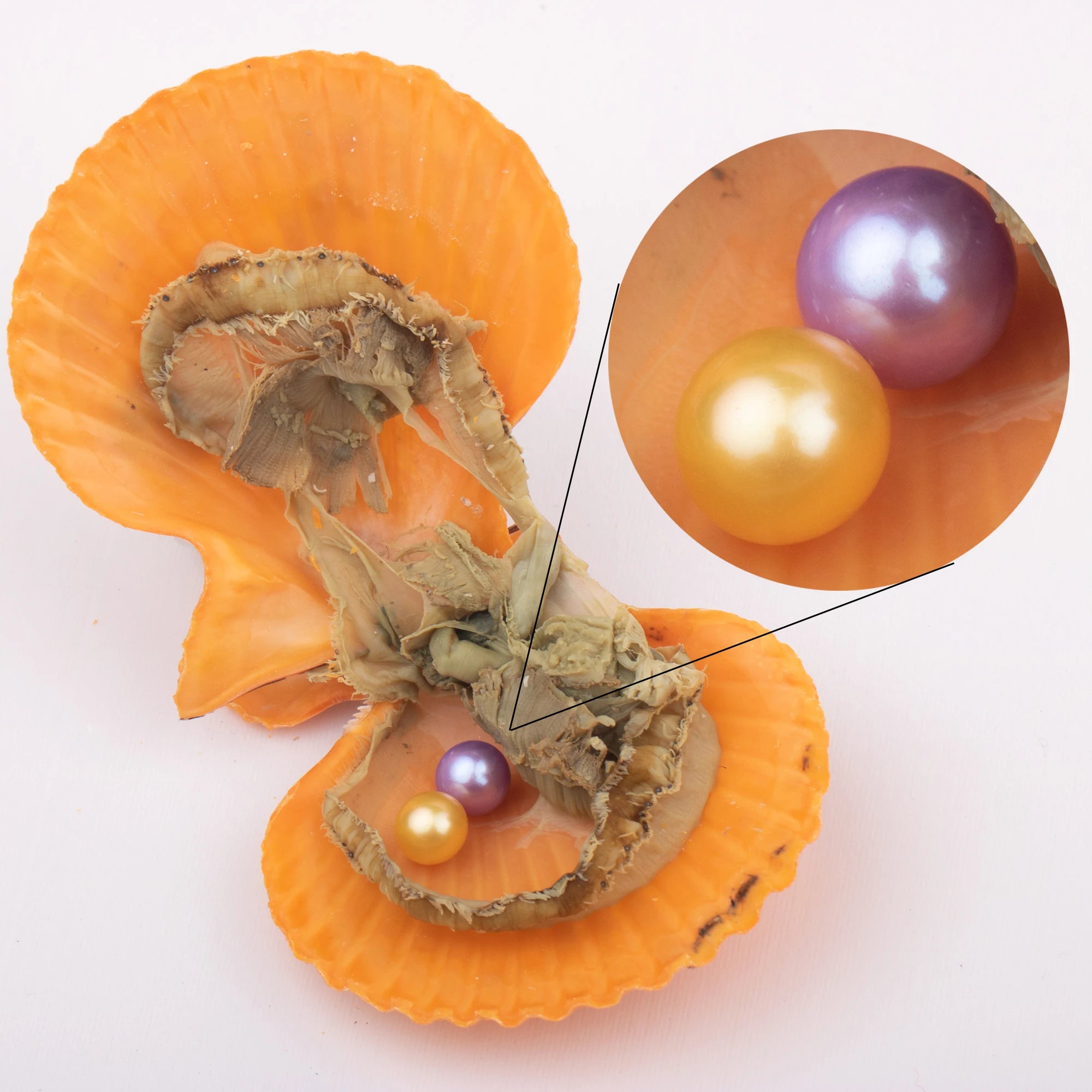 Love Wish Pearl Party Gift Vacuum-packed 7-8mm 4a+ Quality 2 Pearl in Red oyster Cultured Twin Red Shell