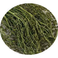 Herb Plant in Bulk Dried Raw Natural Wild Thesium Chinense Cuts for Sale
