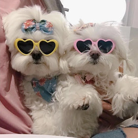 MK2311042 Pet Accessories Wholesale Magazine Photo Heart Shape Multiple Colors Cat Dog Puppy Sunglasses Christmas Funny Glasses