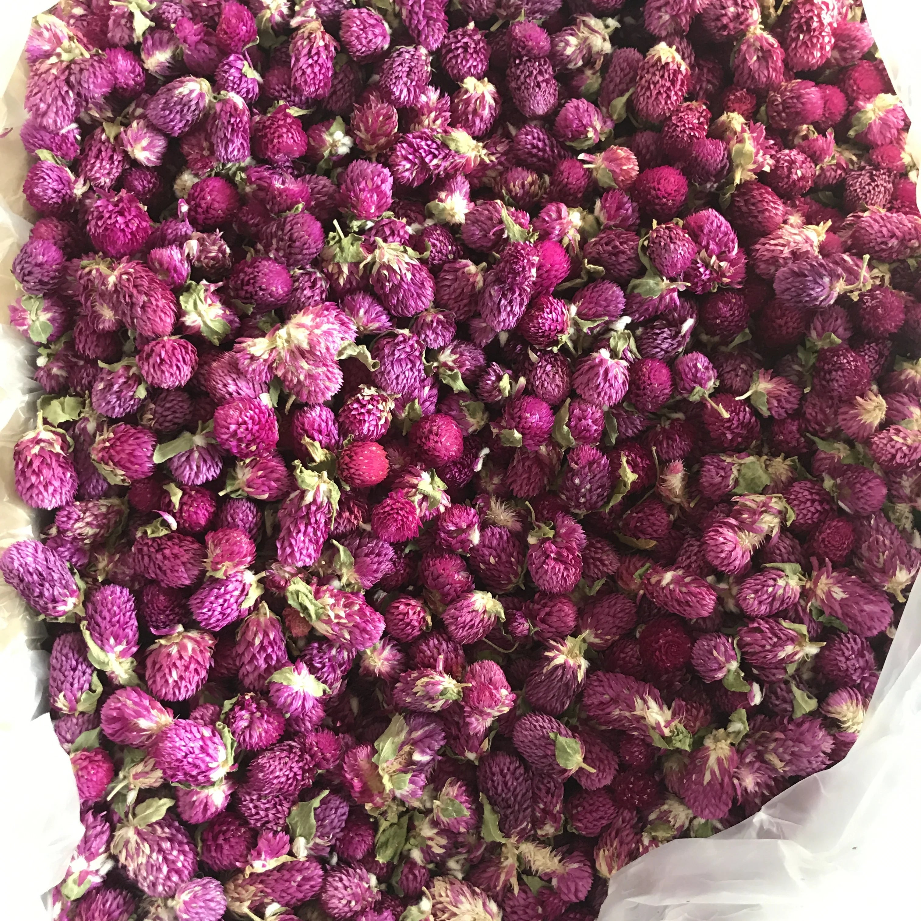 4066 Qian Ri Hong Tea Hot Competitive Manufacture Dry Gomphrena Globosa Flower
