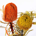 Cheap Excellent Liviflo Home Decoration Dried Protea Banksia Hookeriana Flowers-Mother's Day & Christmas