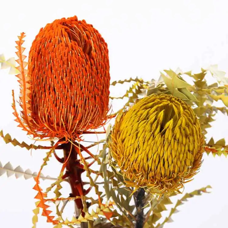 Cheap Excellent Liviflo Home Decoration Dried Protea Banksia Hookeriana Flowers-Mother's Day & Christmas