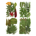 M103 Pressed Flowers Green Preserved Dried Woodland Fern Bontanicals Leaf Press Pressed Leaves for Soap Candle Frame Necklace MegaBDM
