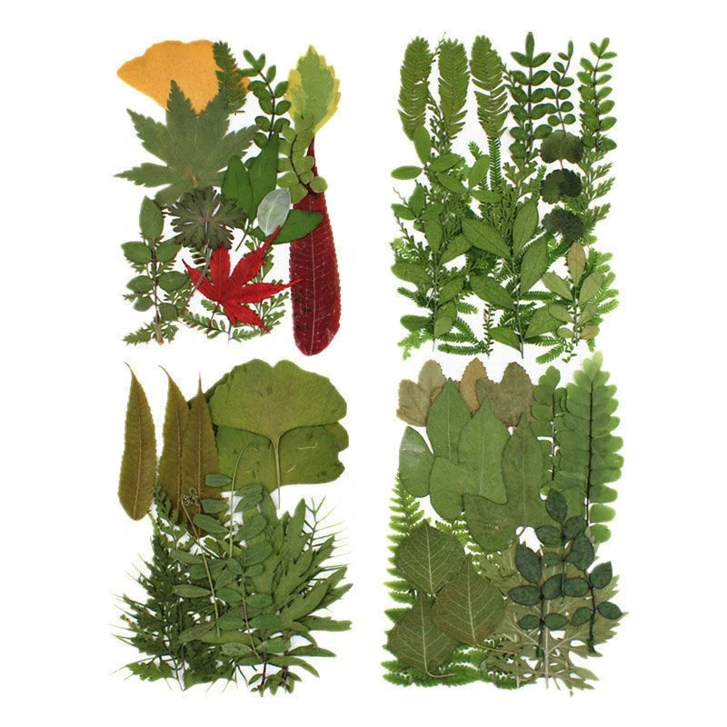 M103 Pressed Flowers Green Preserved Dried Woodland Fern Bontanicals Leaf Press Pressed Leaves for Soap Candle Frame Necklace MegaBDM