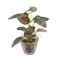 Tizen Simulation Green Plant Artificial Plants & Greenery Home Decoration Bonsai Artificial Greenery for Decoration Living Room