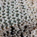 Wholesale Loose White Freshwater Pearl Beads 5mm Thread Rice Beads Real Rice Pearl Beaded Jewelry Natural Jewelry